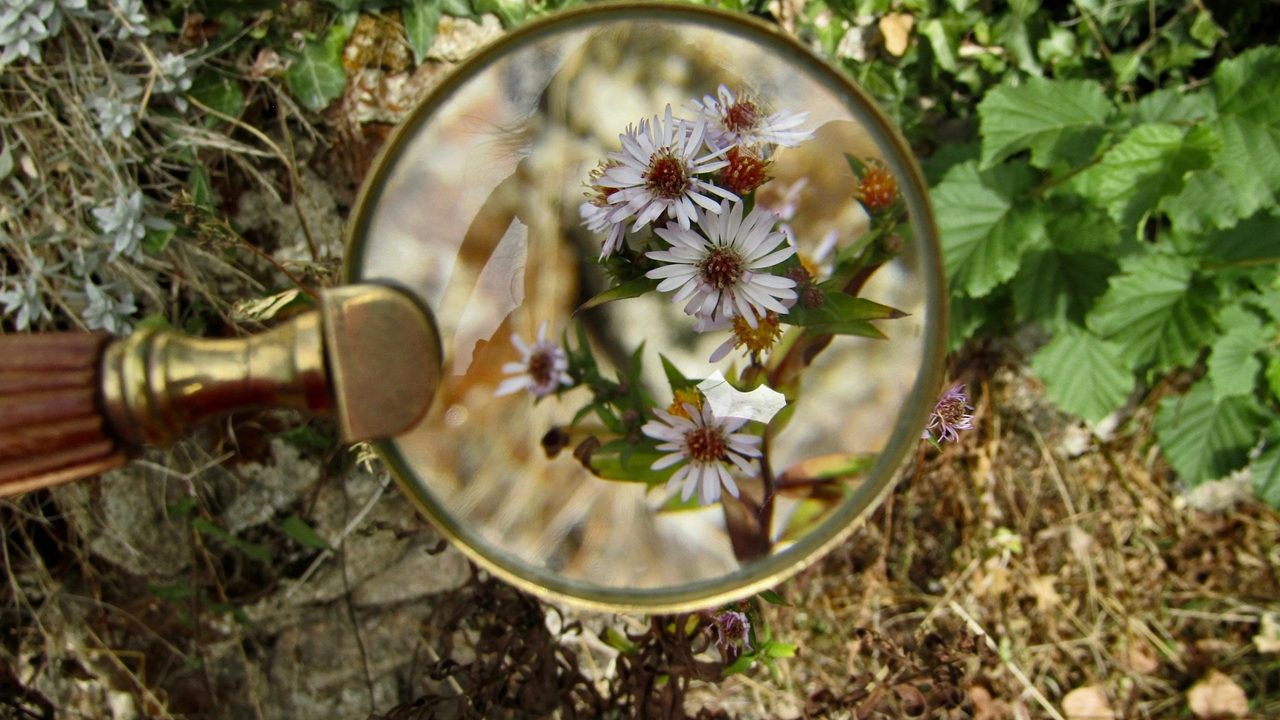 Image of small white flowers by the edge of what looks like a country path, with a magnifying glass held over it
