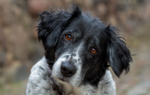 Image of a black and white spaniel / collie cross dog with head tilted on one side, looking confused
